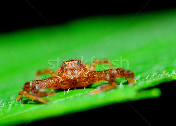краба Spider макроса завода лист Сток-фото © brm1949