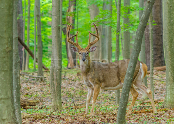 Whitetail Deer Buck In Velvet Stock photo © brm1949