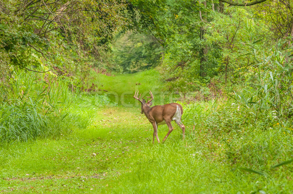 Whitetail Deer Buck Stock photo © brm1949