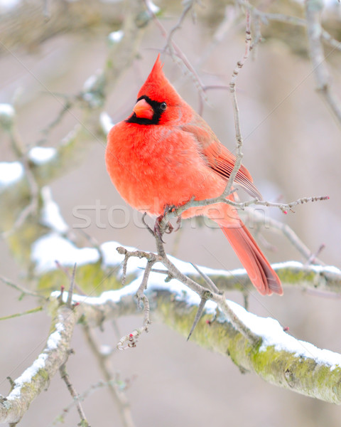 Northern Cardinal Stock photo © brm1949