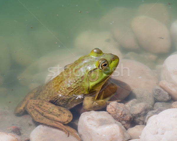 Bullfrog sitting in the water in a swamp. Stock photo © brm1949
