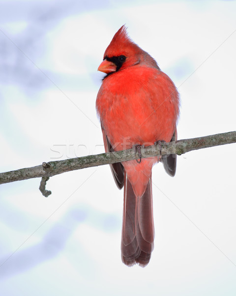Cardinal Male Stock photo © brm1949