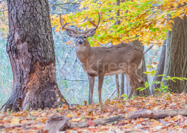 Whitetail Deer Buck Stock photo © brm1949