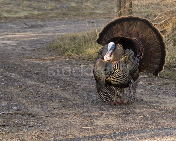 Wild Turkey (Meleagris gallopavo) Stock photo © brm1949