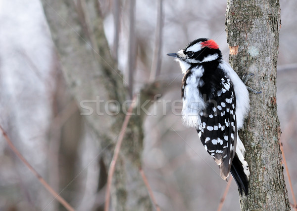 Downy Woodpecker Stock photo © brm1949