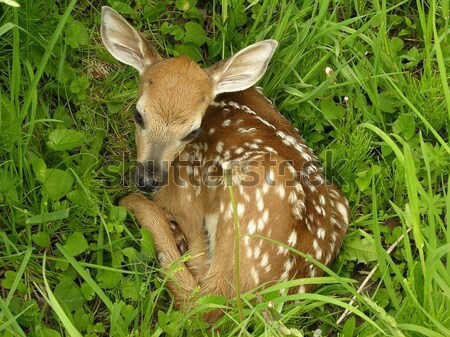 鹿 子鹿 赤ちゃん 夏 ストックフォト © brm1949