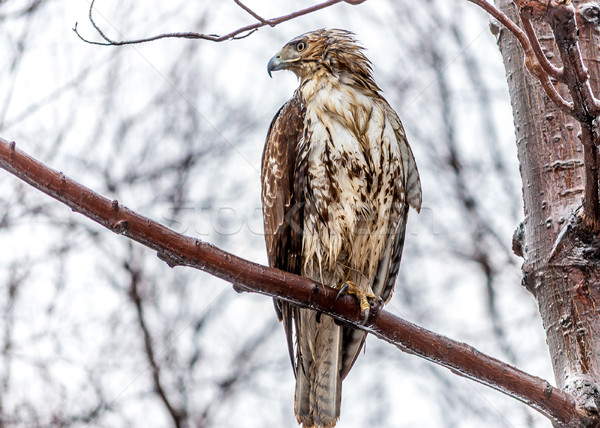 Red-tailed Hawk Stock photo © brm1949