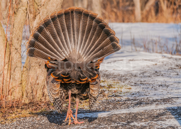 Wild Turkey (Meleagris gallopavo) Stock photo © brm1949