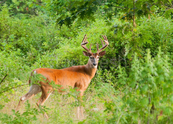 Whitetail Deer Buck In Velvet Stock photo © brm1949