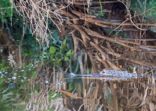 Alligator  Stock photo © brm1949