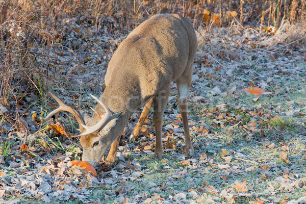 Whitetail Deer Buck Stock photo © brm1949