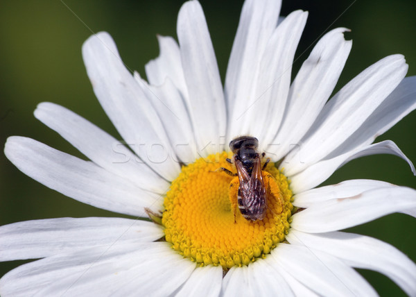 Albină floare polen Imagine de stoc © brm1949