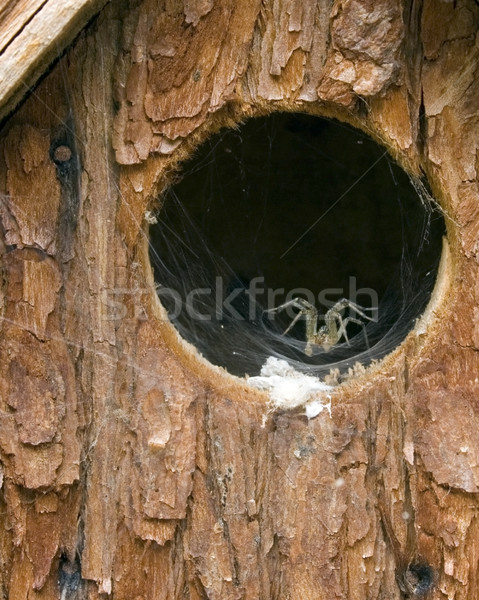 Spider In A Birdhouse Stock photo © brm1949