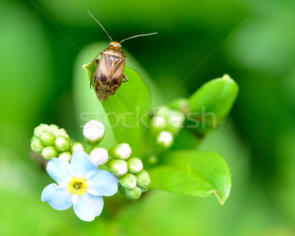 Schild bug me niet bloem dieren Stockfoto © brm1949