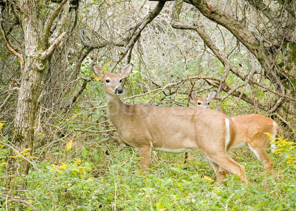 Whitetail Deer Doe Stock photo © brm1949