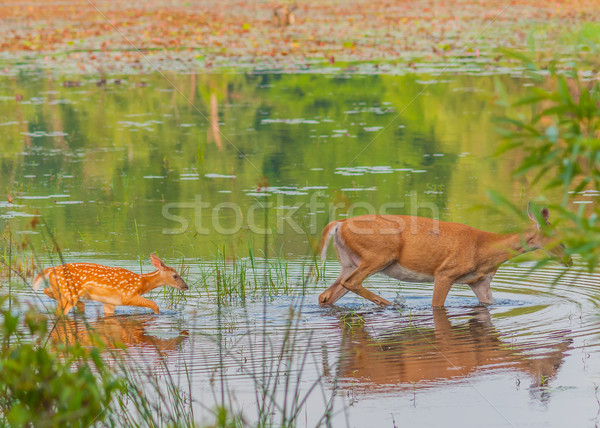 оленей олененок ходьбе болото лет молодые Сток-фото © brm1949