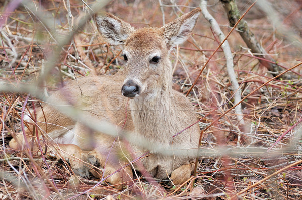Whitetail Deer Yearling Stock photo © brm1949