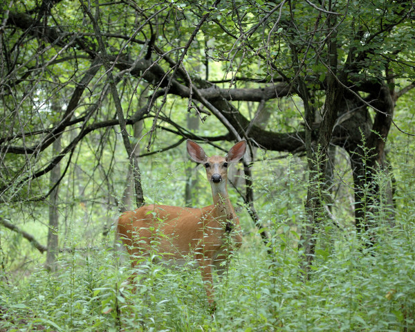 ストックフォト: 鹿 · 立って · エッジ · 森 · 森林
