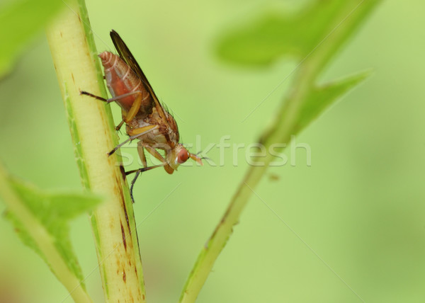 Marsh Fly (Tetanocera) Stock photo © brm1949