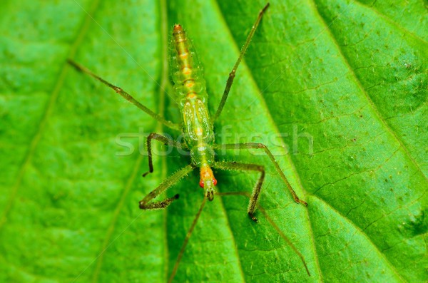 Növény levél természet kert rovar krikett Stock fotó © brm1949