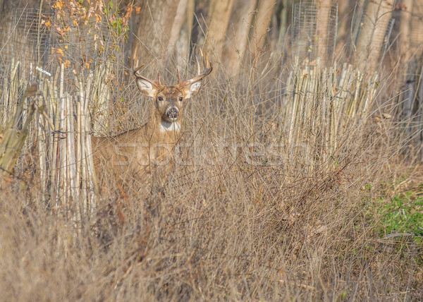 Whitetail Deer Buck Stock photo © brm1949