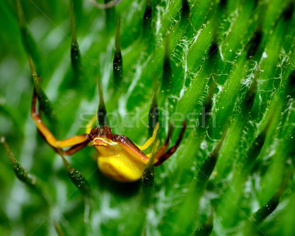 Crab Spider Stock photo © brm1949