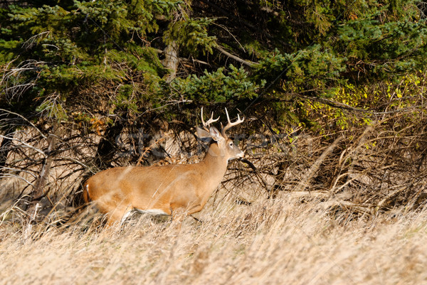 Whitetail Deer Buck Stock photo © brm1949