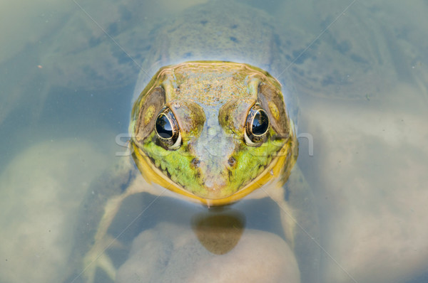 座って 沼 水 カエル 動物 ストックフォト © brm1949