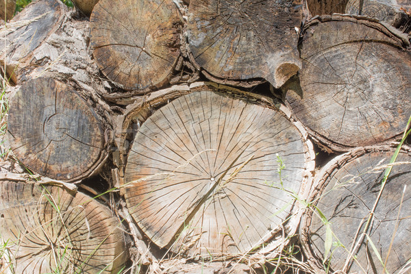 Starzenie się drewno opałowe ziemi drzewo streszczenie charakter Zdjęcia stock © brm1949