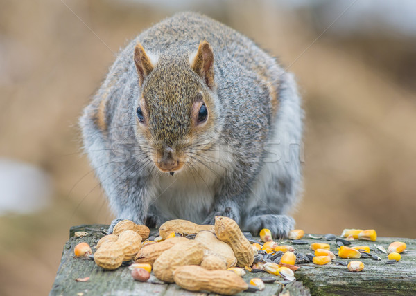 Grey Squirrel Stock photo © brm1949
