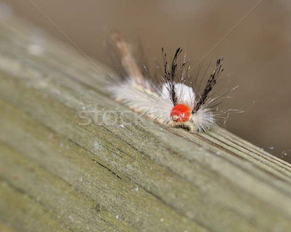 White-marked Tussock Moth Caterpillar Stock photo © brm1949