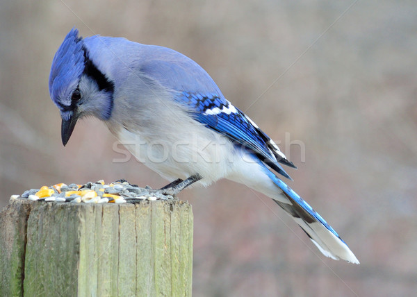 Blue Jay Stock photo © brm1949