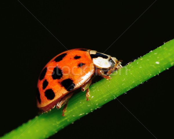 Foto stock: Joaninha · verde · planta · haste · grama · beleza