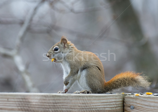 Piros mókus fából készült kerítés Stock fotó © brm1949