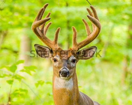 Buck Whitetail Deer (Odocoileus virginianus) Stock photo © brm1949