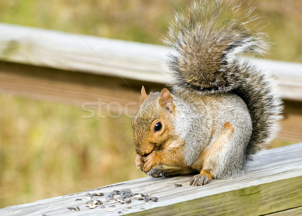 Gri veveriţă gri posta mananca pasăre Imagine de stoc © brm1949