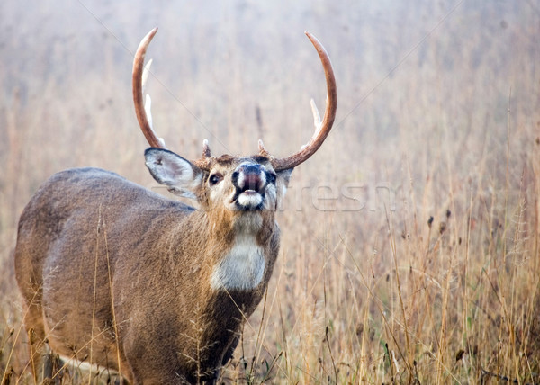 Lip Curling Whitetail Deer Buck Stock photo © brm1949