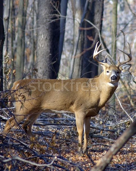 Whitetail Deer Buck  Stock photo © brm1949