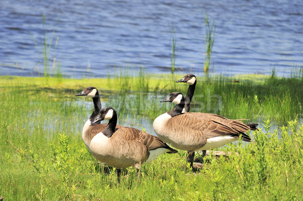 Canada Geese Stock photo © brm1949