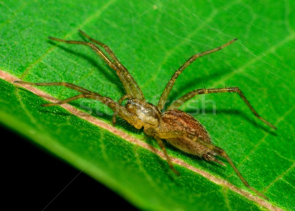 Wolf Spider Stock photo © brm1949