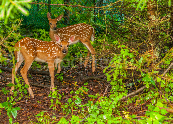 Whitetail Deer Fawn  Stock photo © brm1949