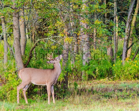  Whitetail Deer Doe and Fawn Stock photo © brm1949