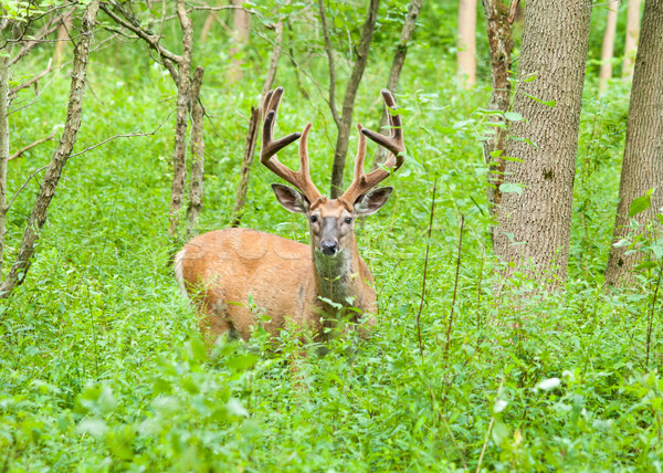 Whitetail Deer Buck In Velvet Stock photo © brm1949