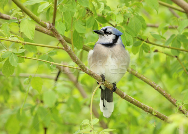 Blue jay Stock photo © brm1949