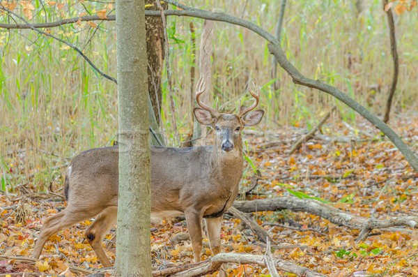 Whitetail Deer Buck Stock photo © brm1949