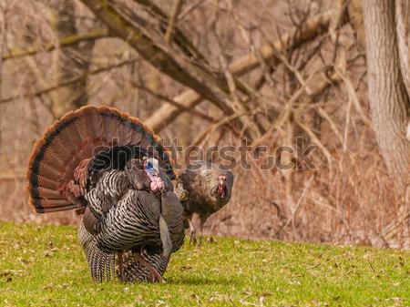 Wild Turkey  Stock photo © brm1949