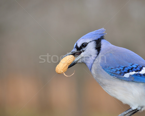 Blue jay Stock photo © brm1949