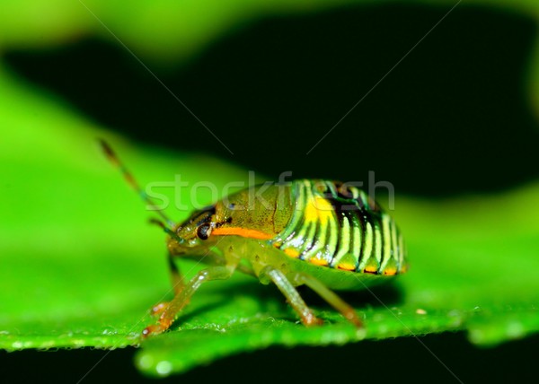 Kever plant blad dier bug milieu Stockfoto © brm1949