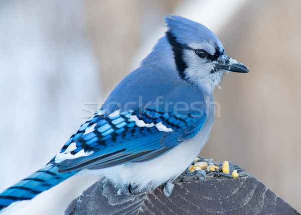 Stock fotó: Kék · fa · posta · természet · madár · állat
