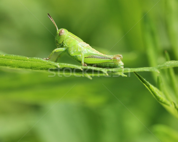Grasshopper Stock photo © brm1949